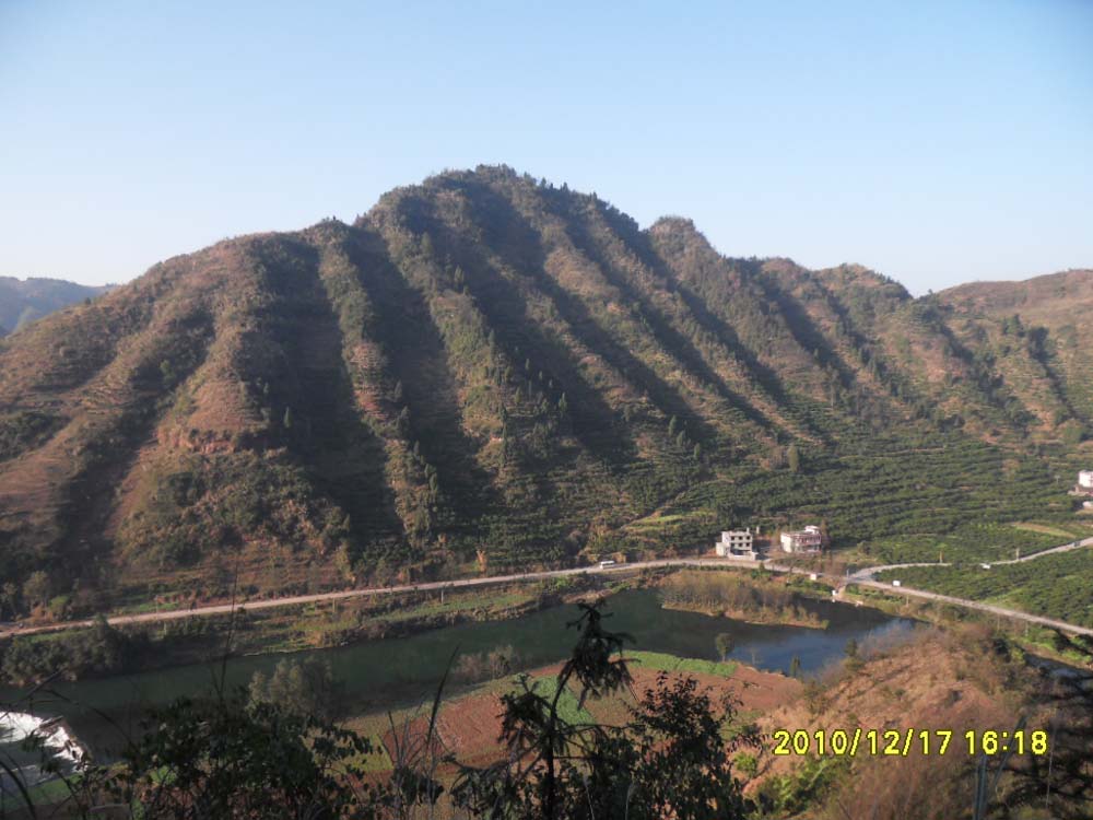 左龙及堂局